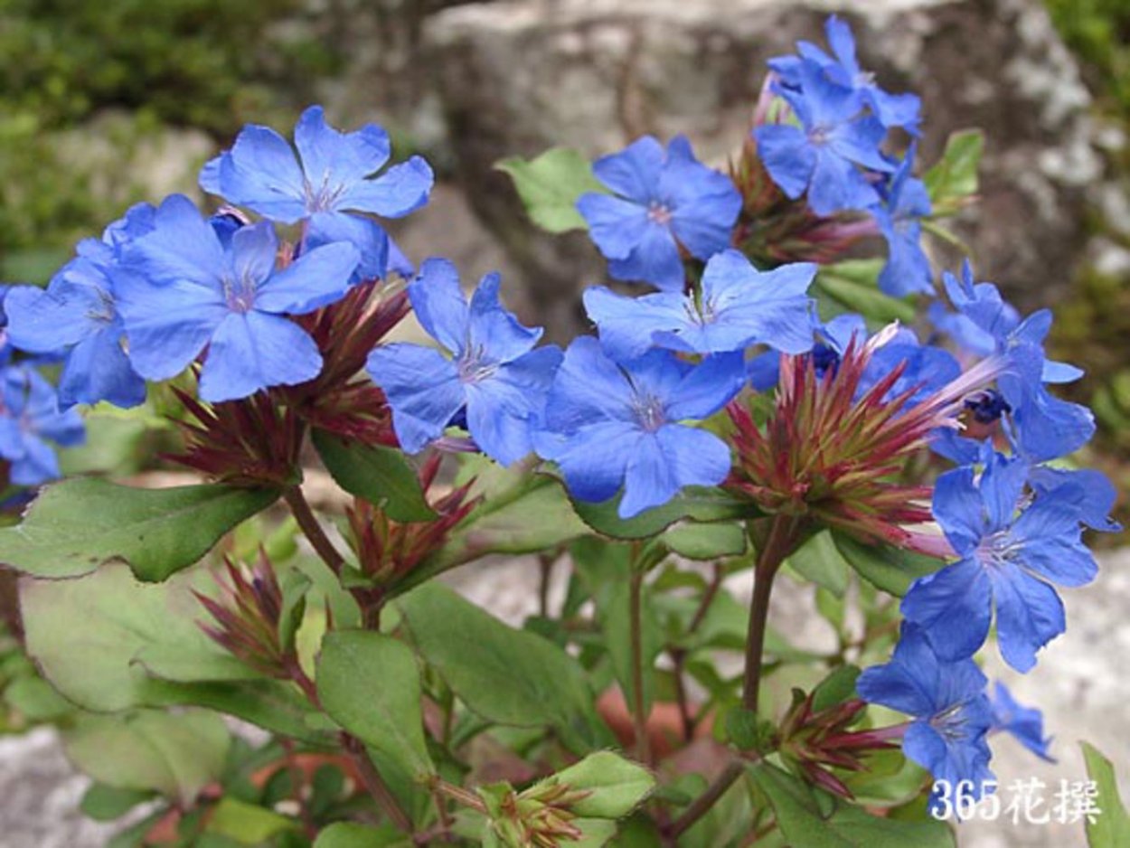 Цератостигма autumn Blue