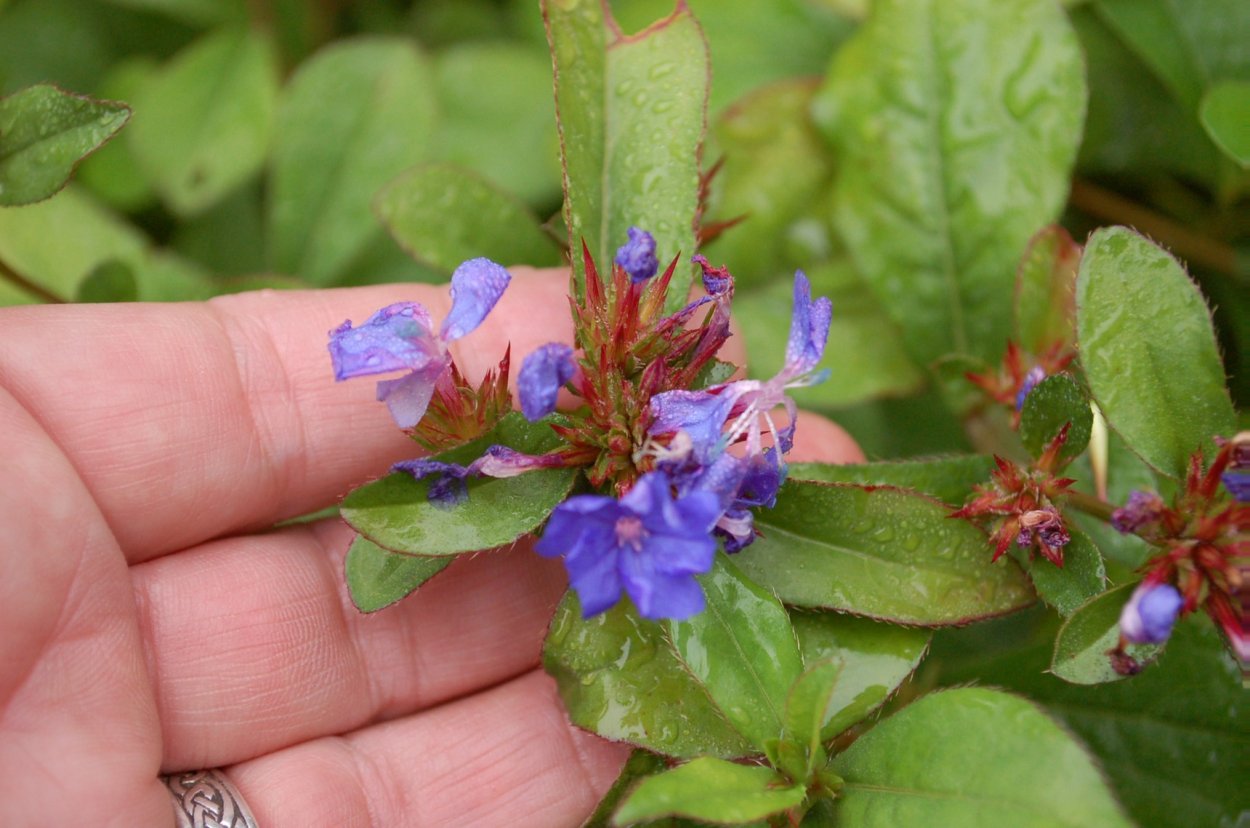 Кустарник Свинчатковые