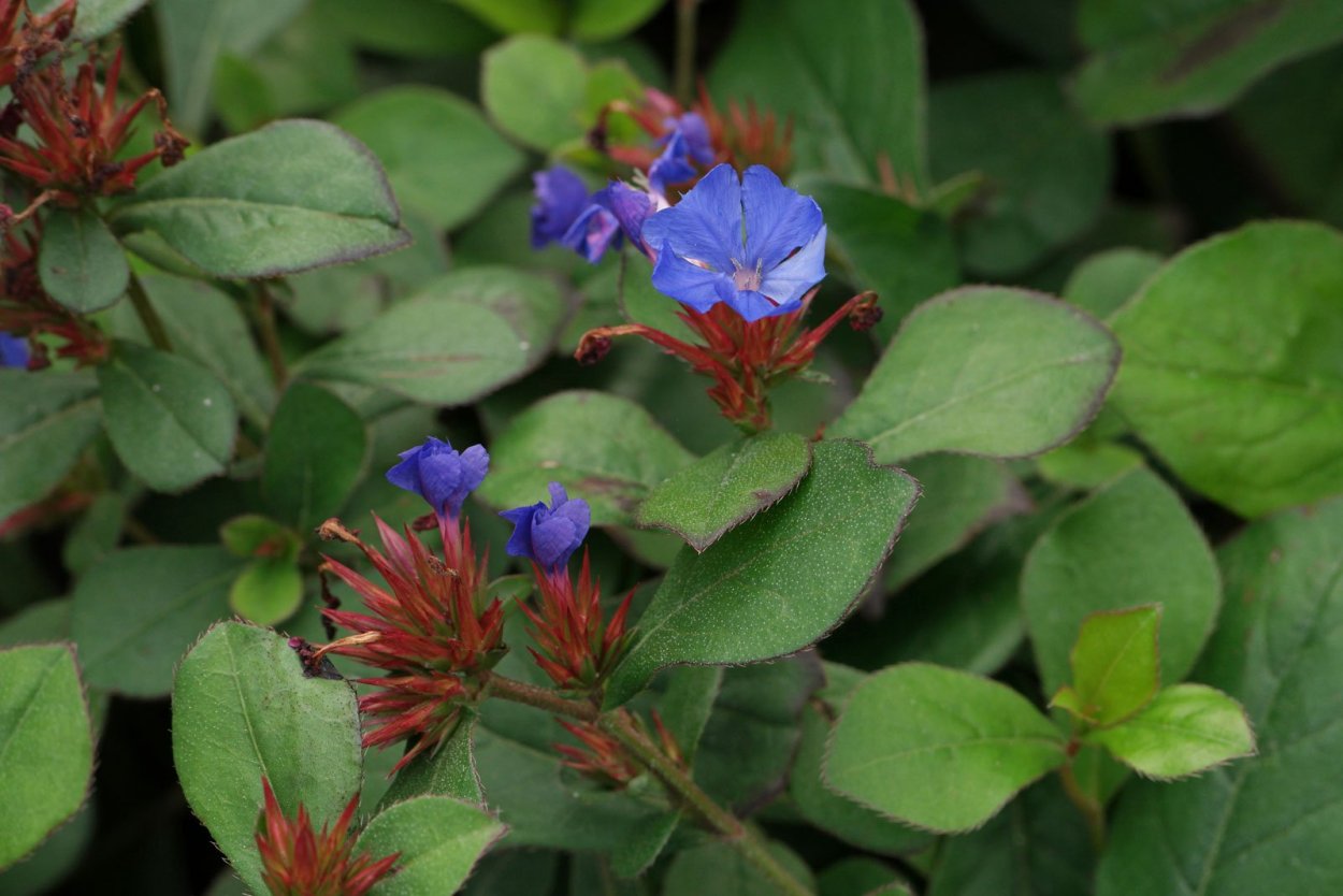 Цератостигма цветы Баха флакон