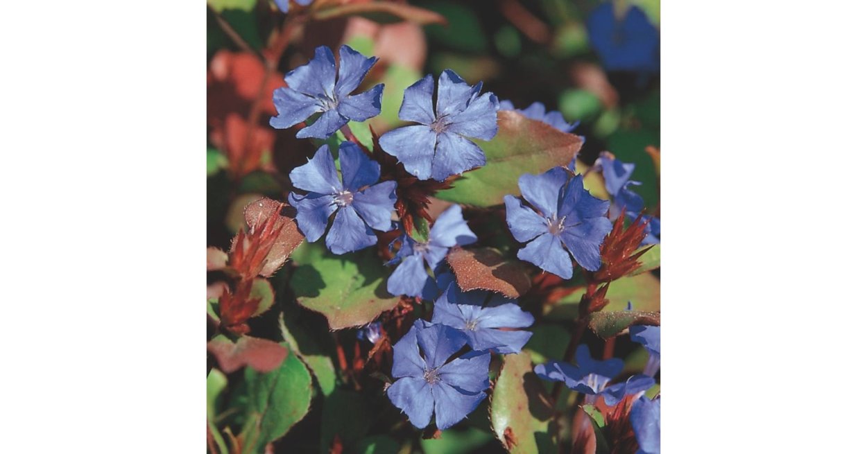 Цератостигма свинчатковая