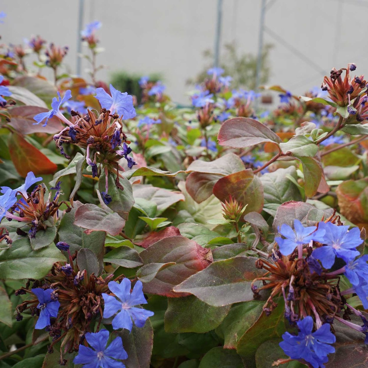 Цератостигма свинчатковая