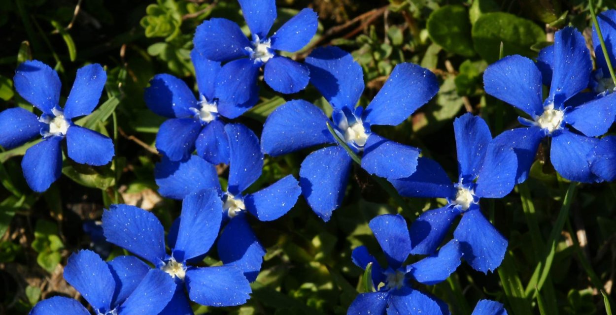 Цератостигма свинчатковая