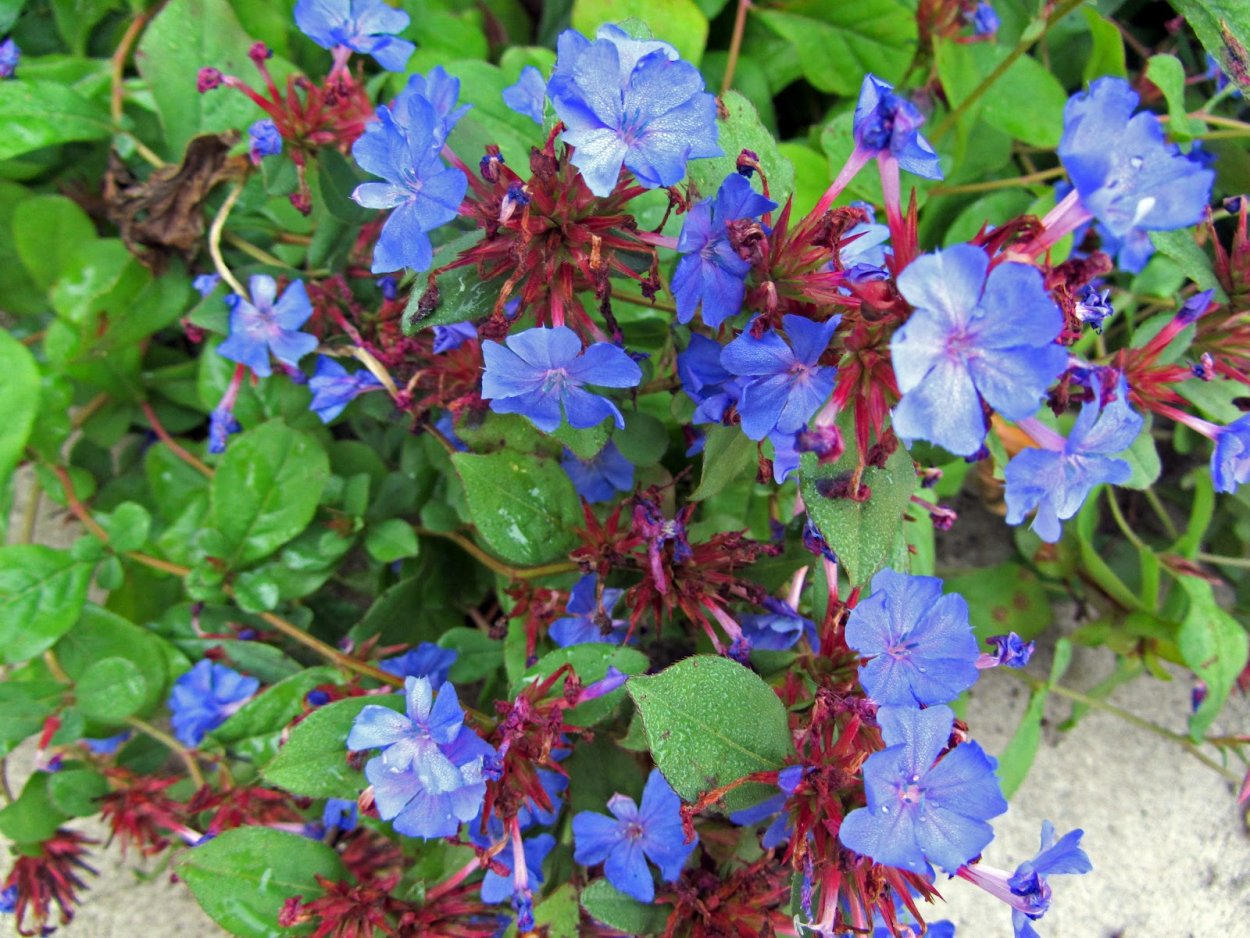 Цератостигма plumbaginoides