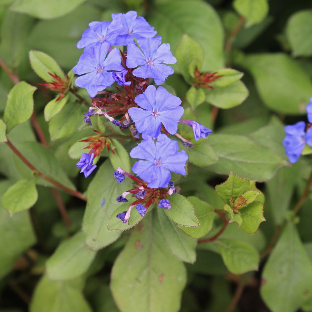 Цератостигма plumbaginoides