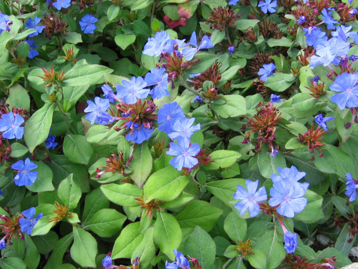 Цератостигма плюмбаговидная