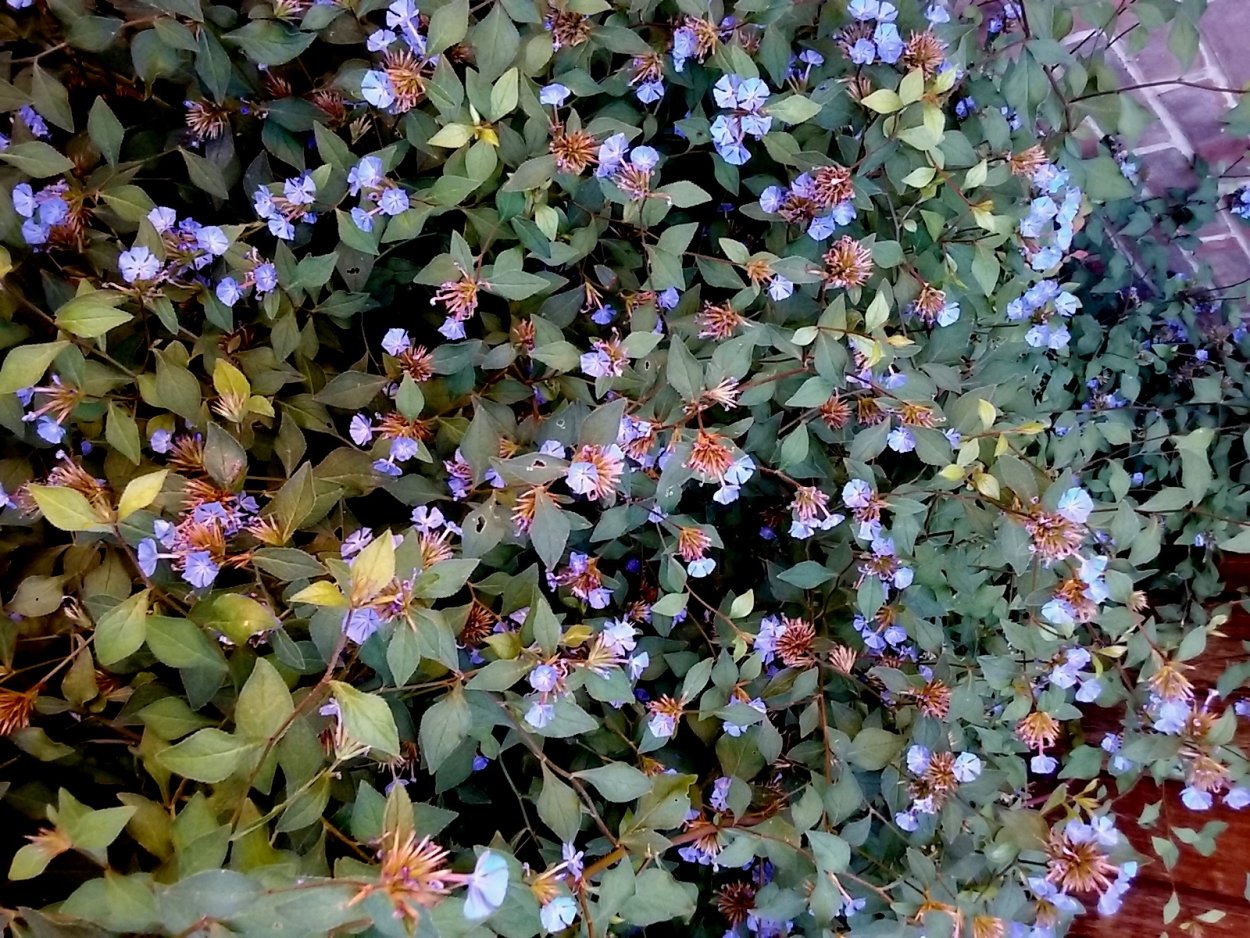 Цератостигма в ландшафтном дизайне