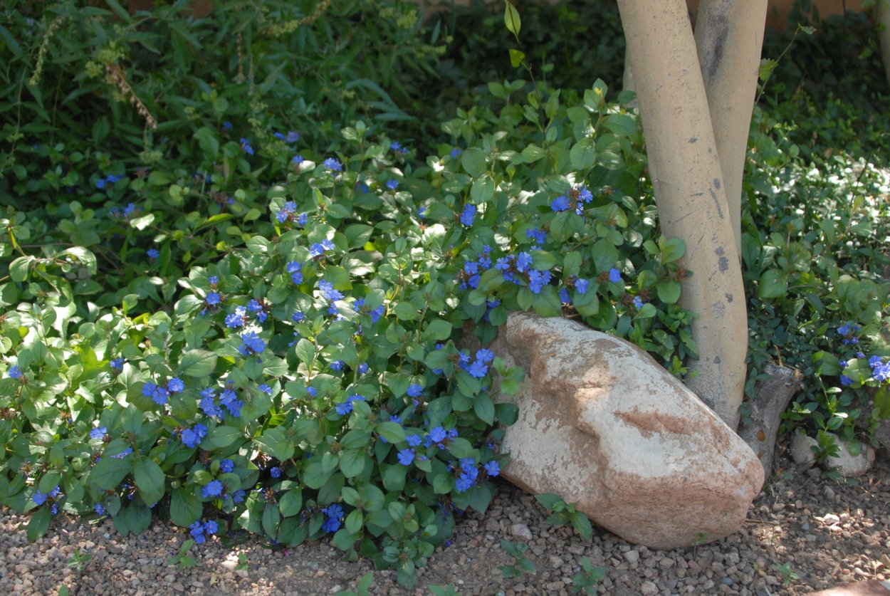 Ceratostigma willmottianum