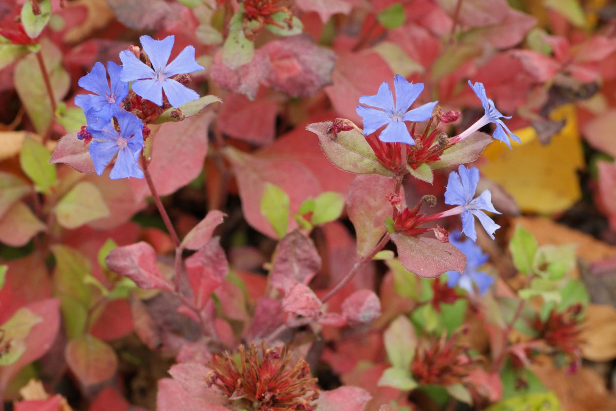 Цератостигма Уилмотта
