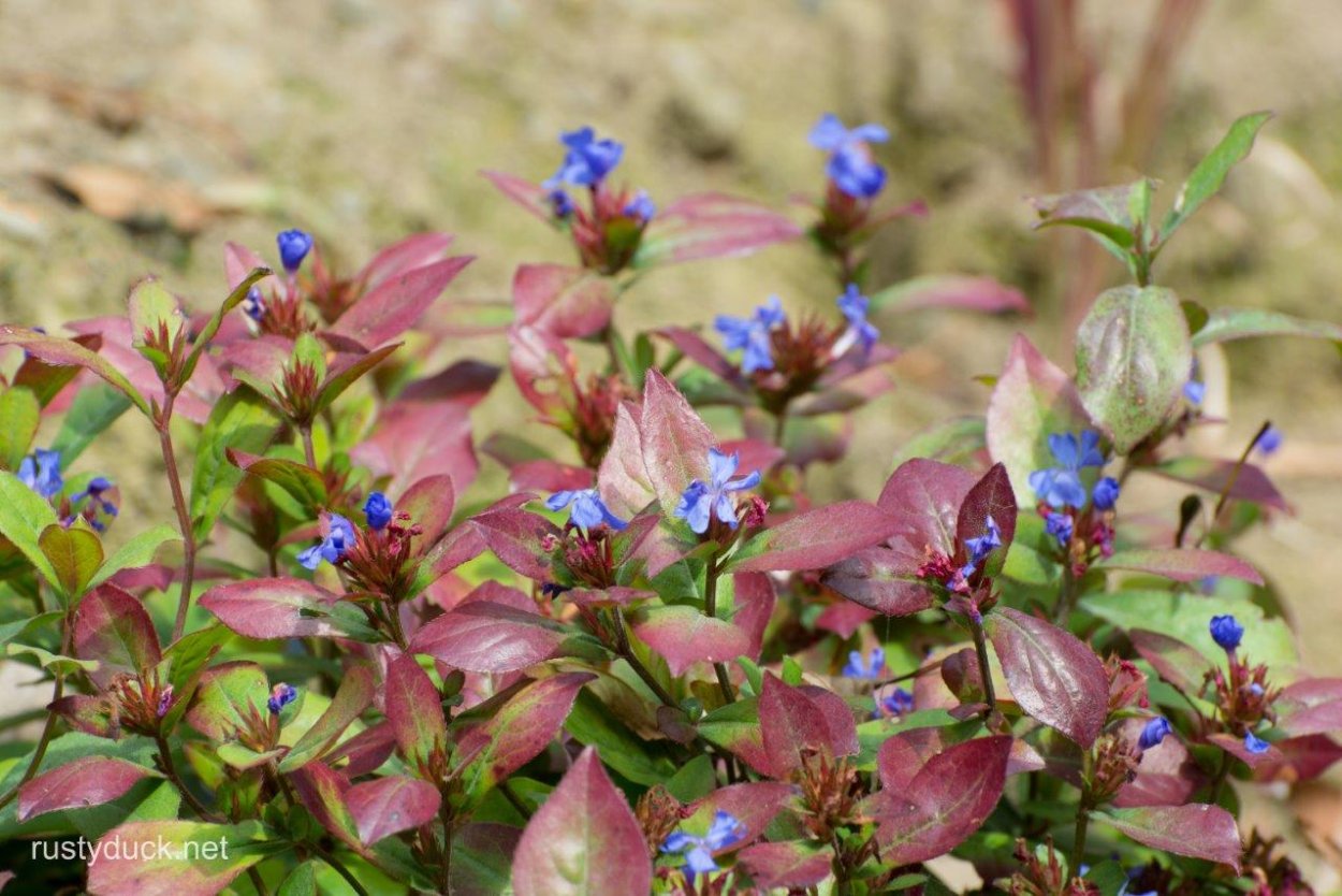 Ceratostigma griffithii