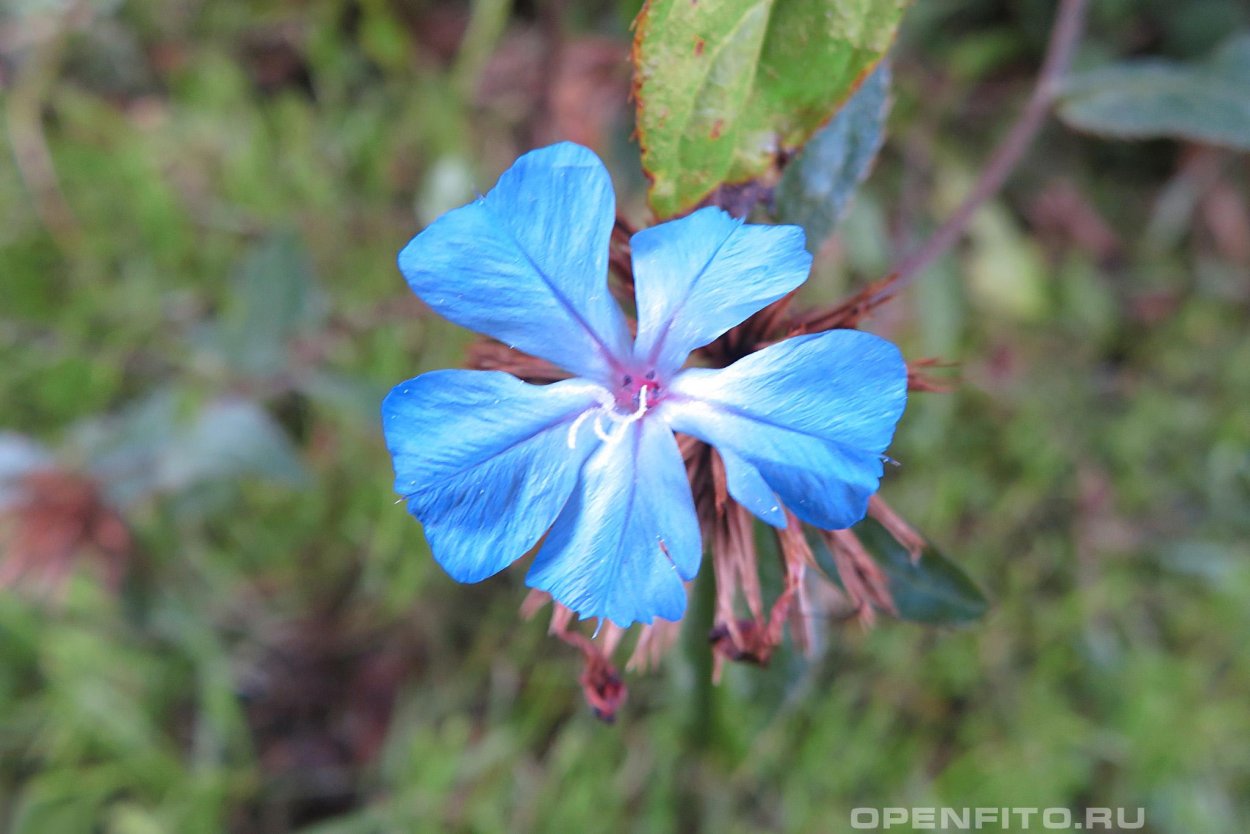 Цератостигма свинчатковая