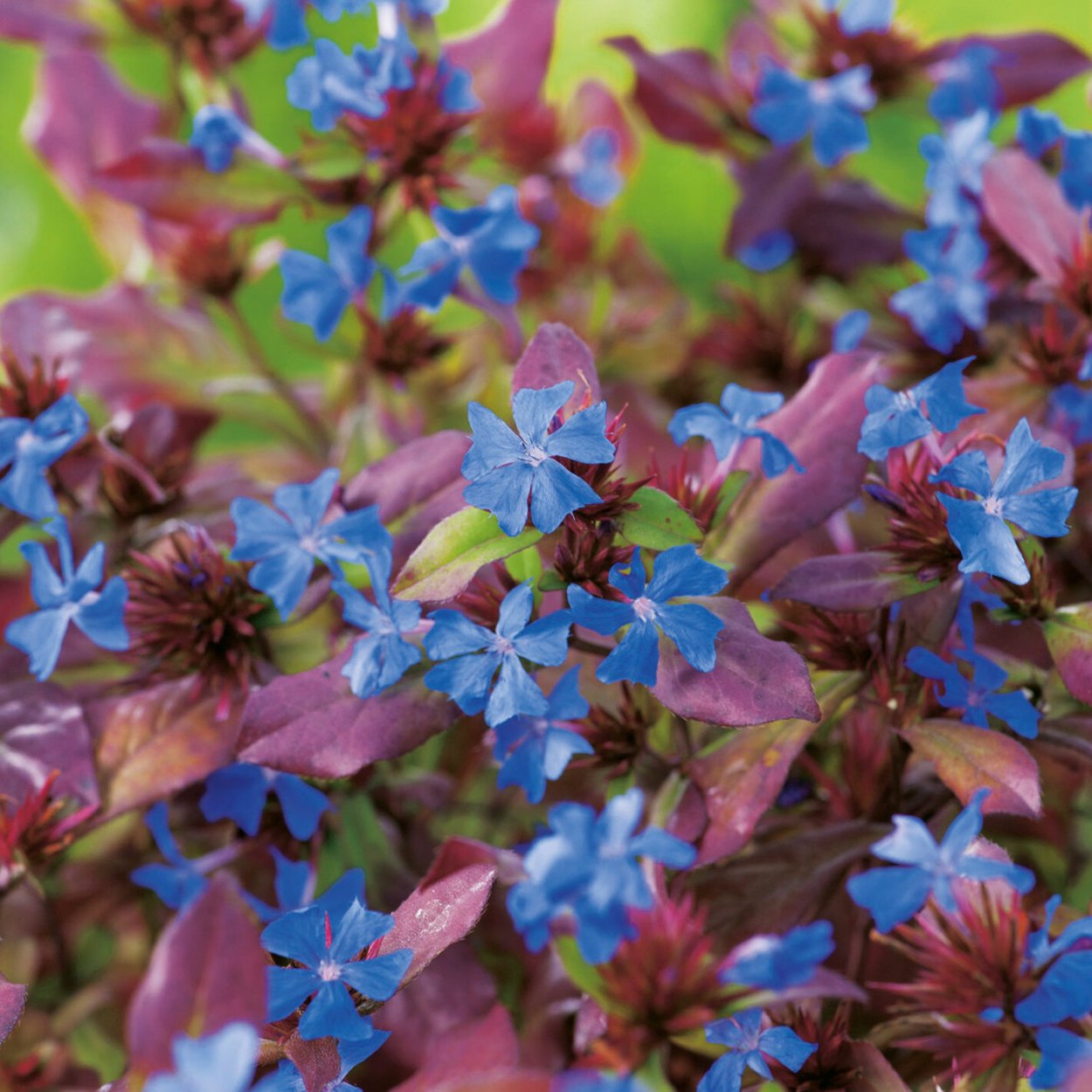 Цератостигма Уилмотта