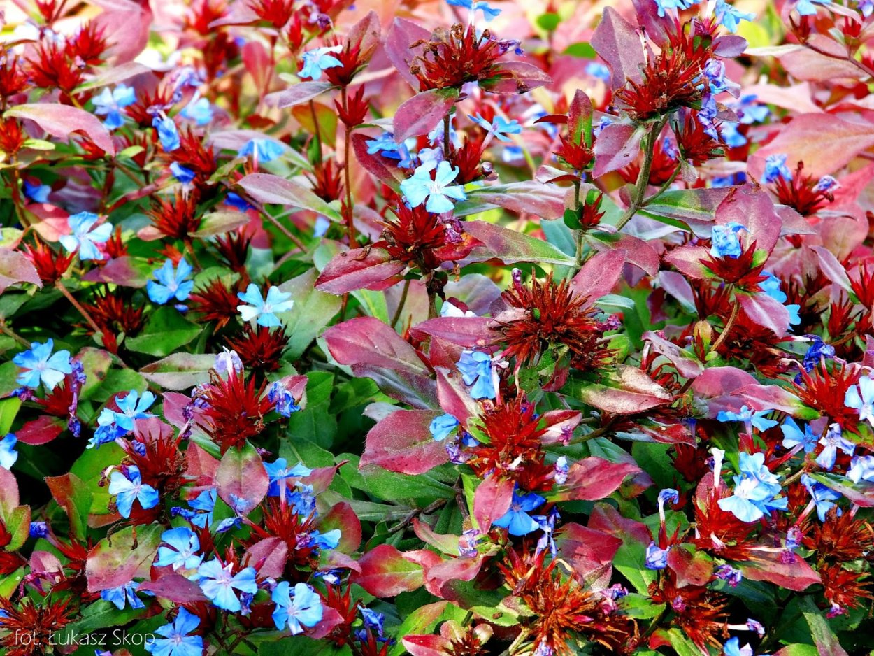 Почвопокровные Цератостигма свинчатковая