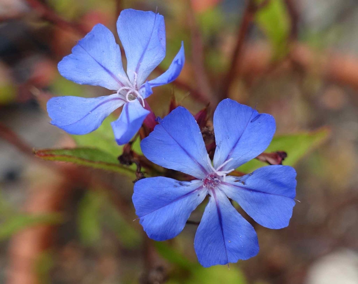 Цератостигма Уилмотта