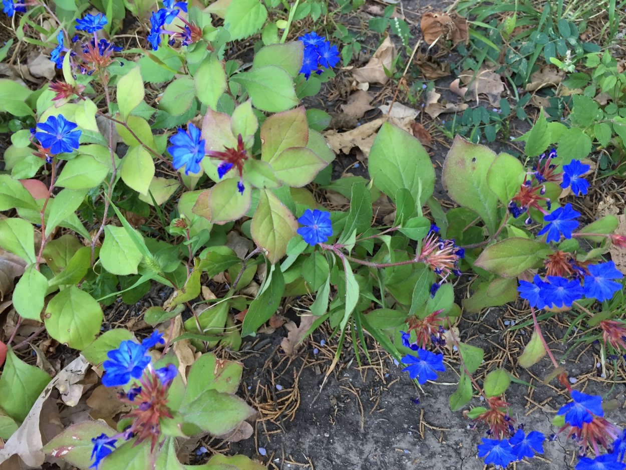 Цератостигма, свинчатка