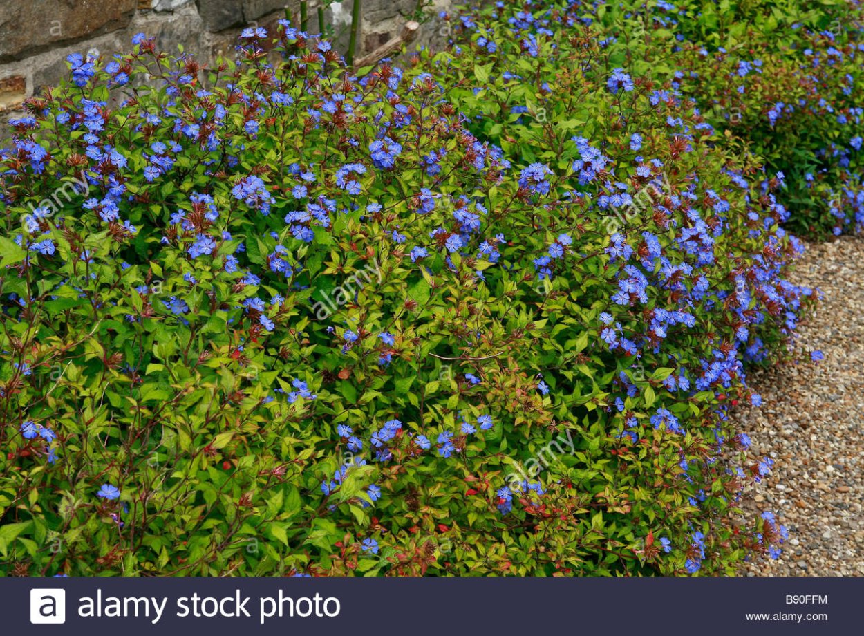 Цератостигма Уилмотта