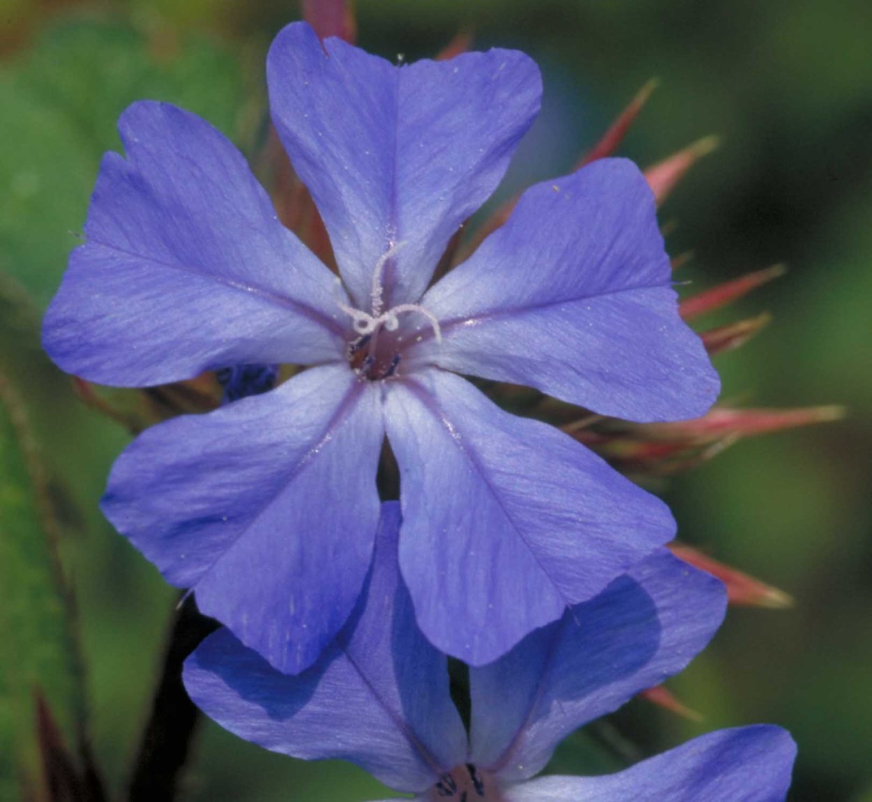 Цератостигма плюмбаговидная