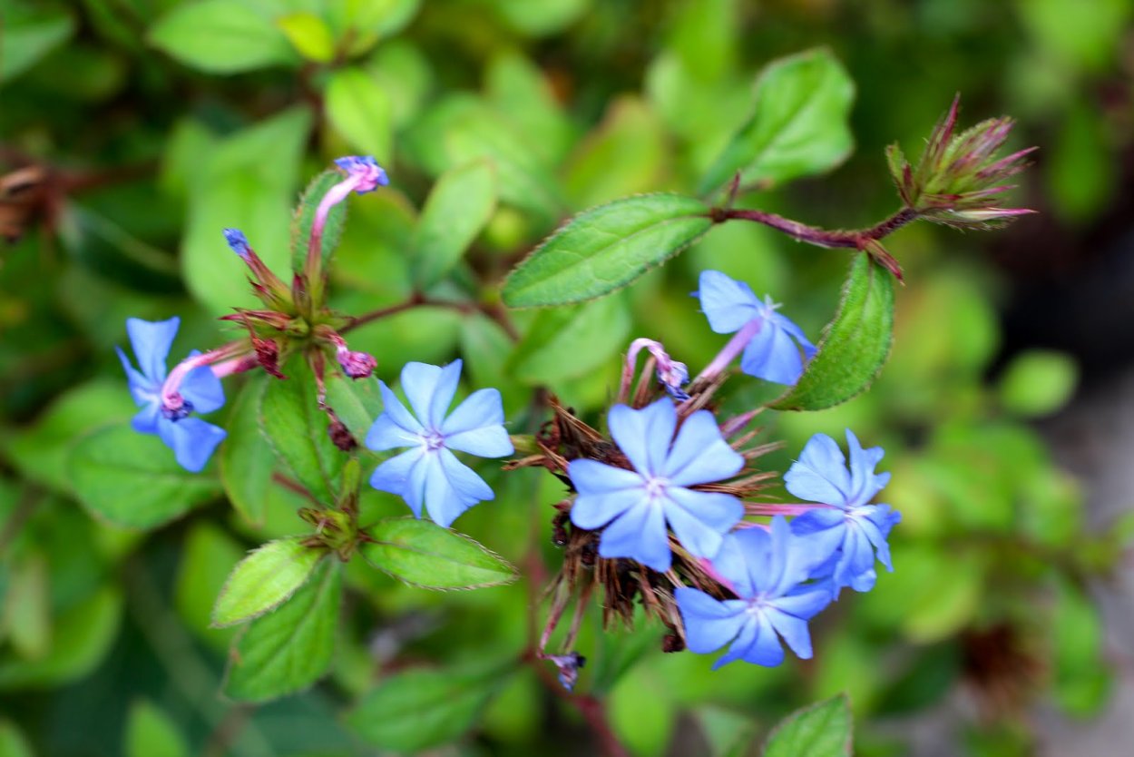 Цератостигма цветы Баха