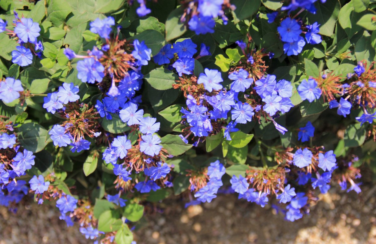 Цератостигма Уилмотта