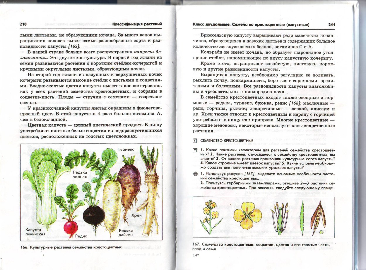Строение цветков семейства розоцветных