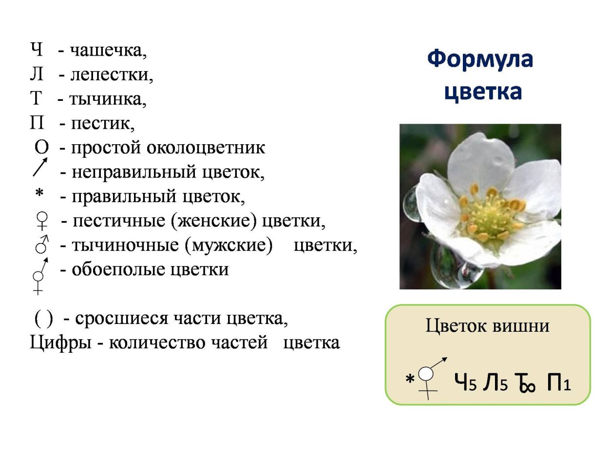 Покрытосеменных цветковых растений