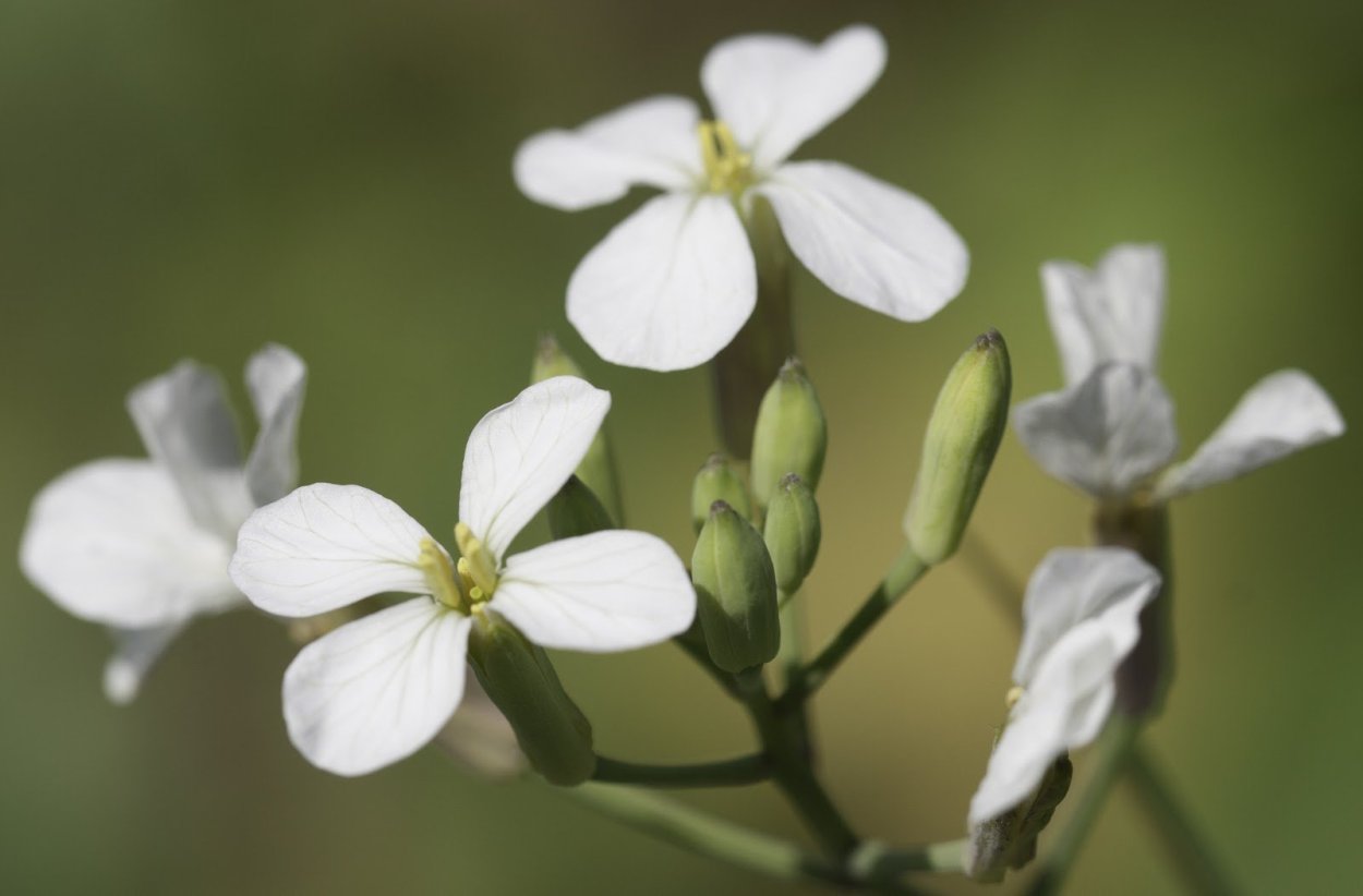 Крестоцветные желтушник левкойный