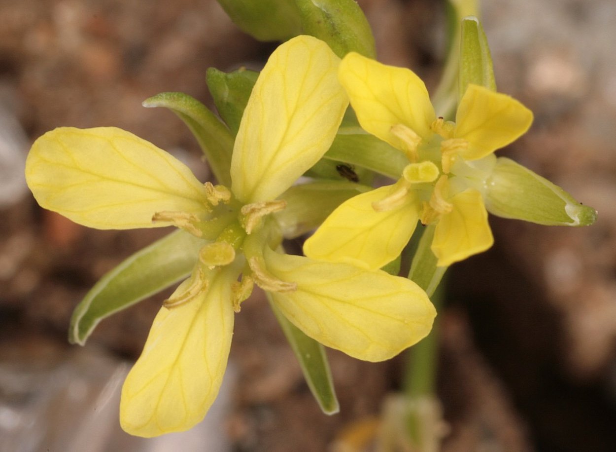 Сердечник Луговой