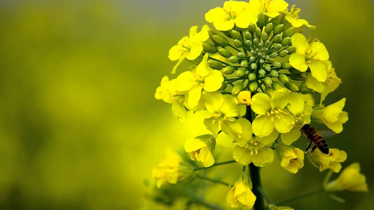 Крестоцветные медоносы