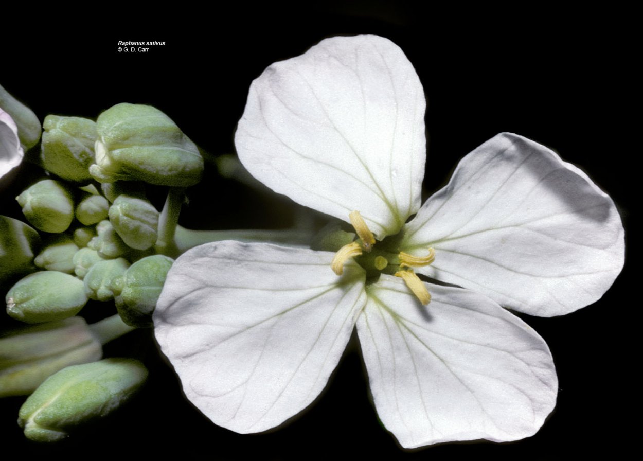 Крестоцветные растения