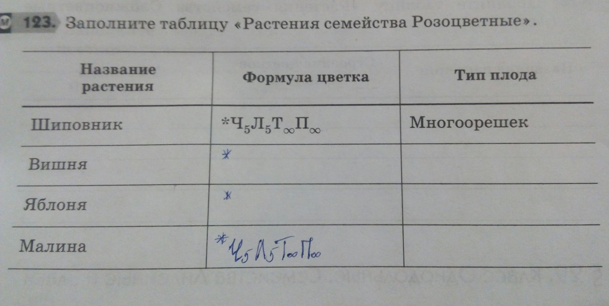 Семейство Мотыльковые бобовые