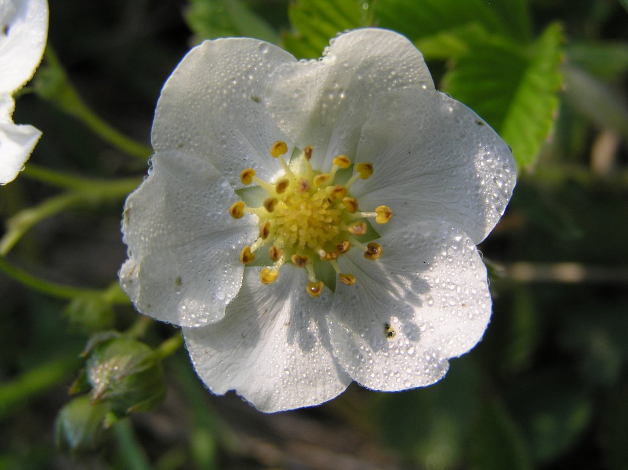 Розоцветные растения шиповник