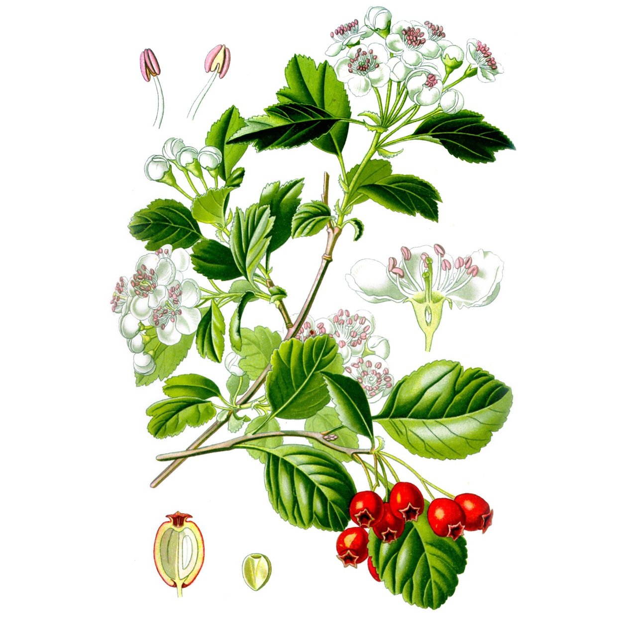 Боярышник Ботаническая иллюстрация
