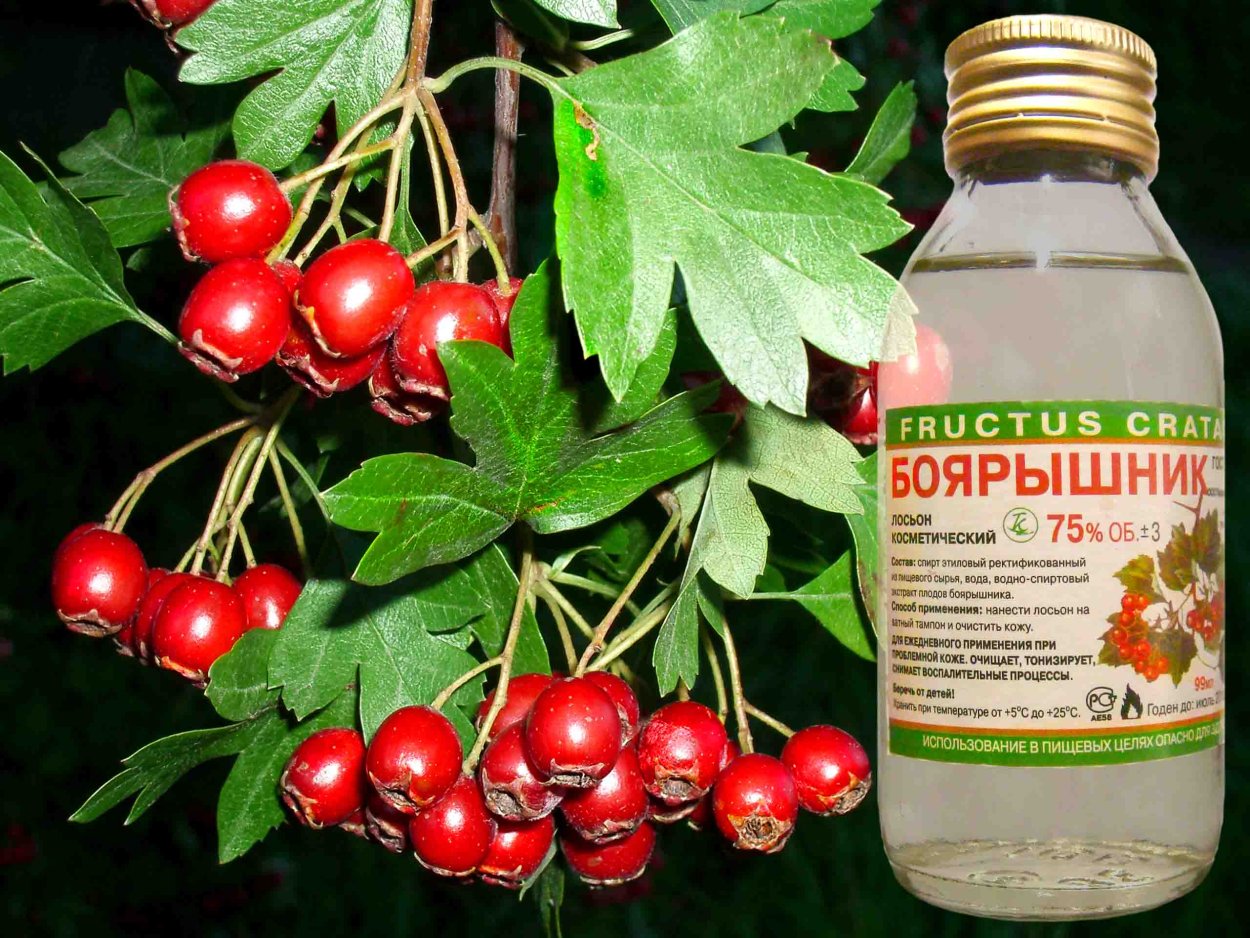 Боярышник кроваво-красный Фармакогнозия