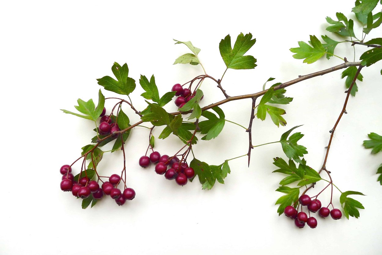 Боярышник ЛРС