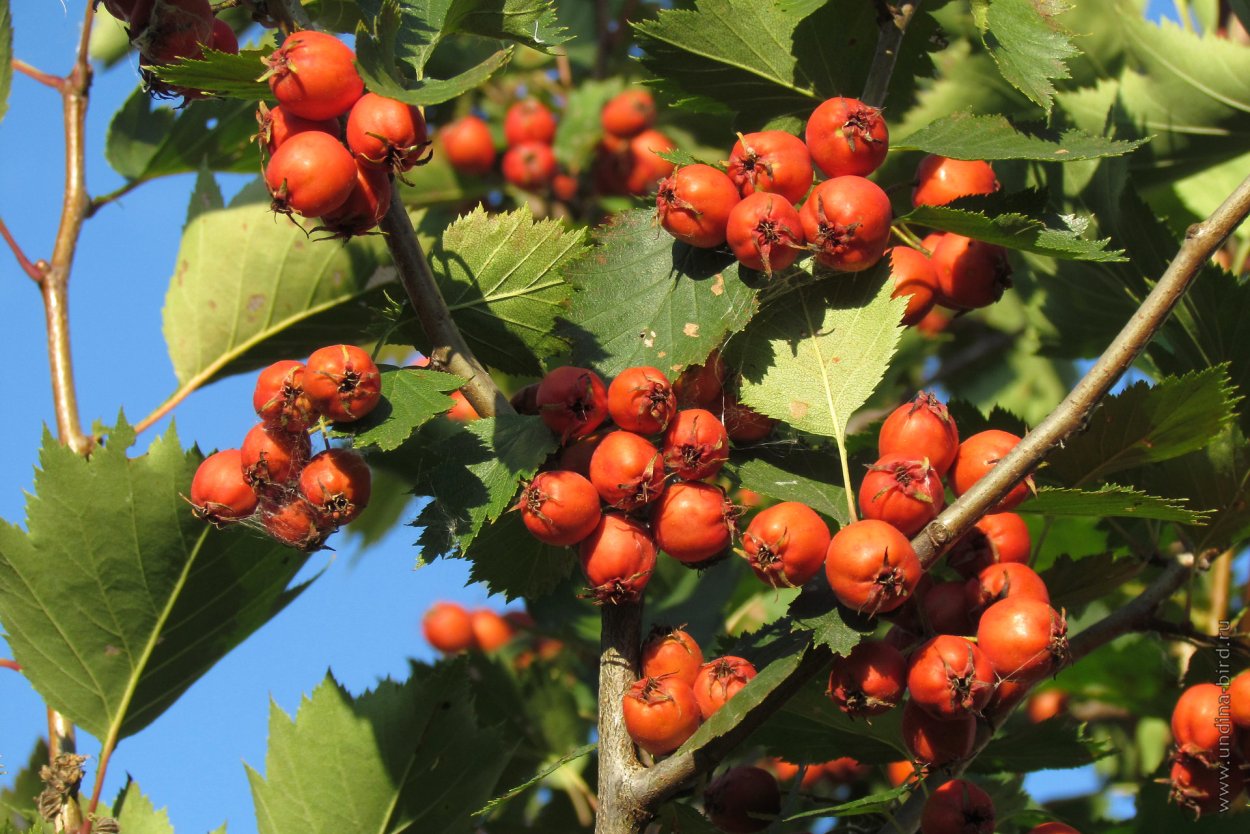 Настой плодов боярышника