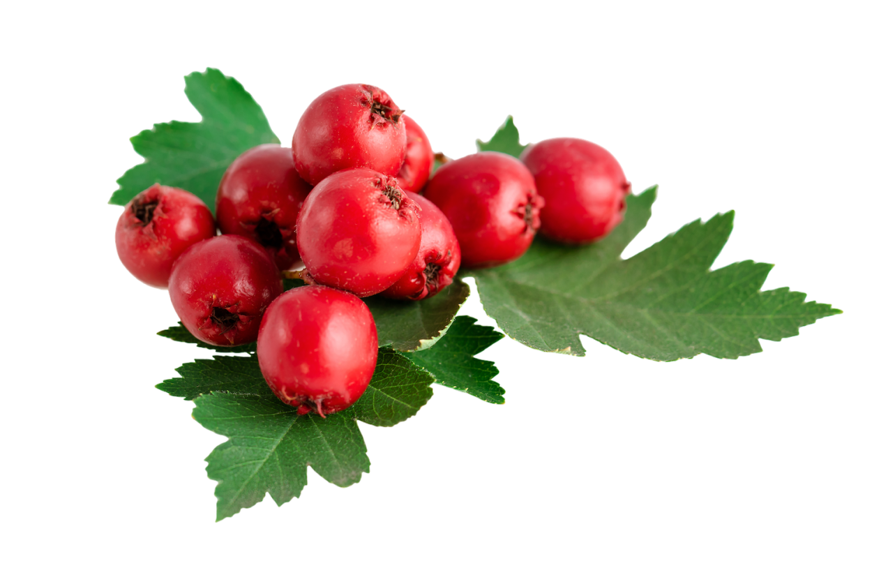 Отвар шиповника, зверобоя, боярышника