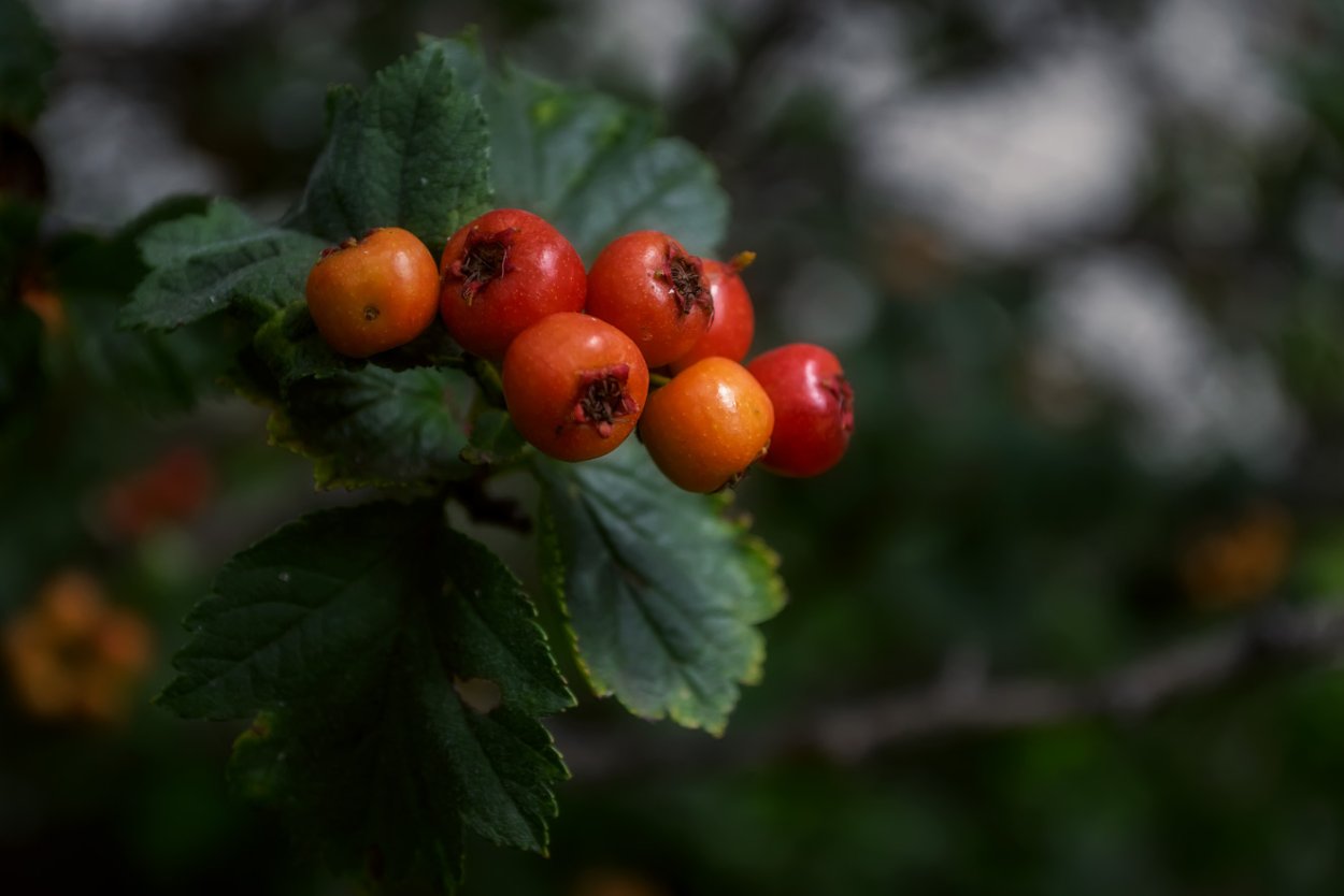 Боярышник Сибирский кроваво-красный