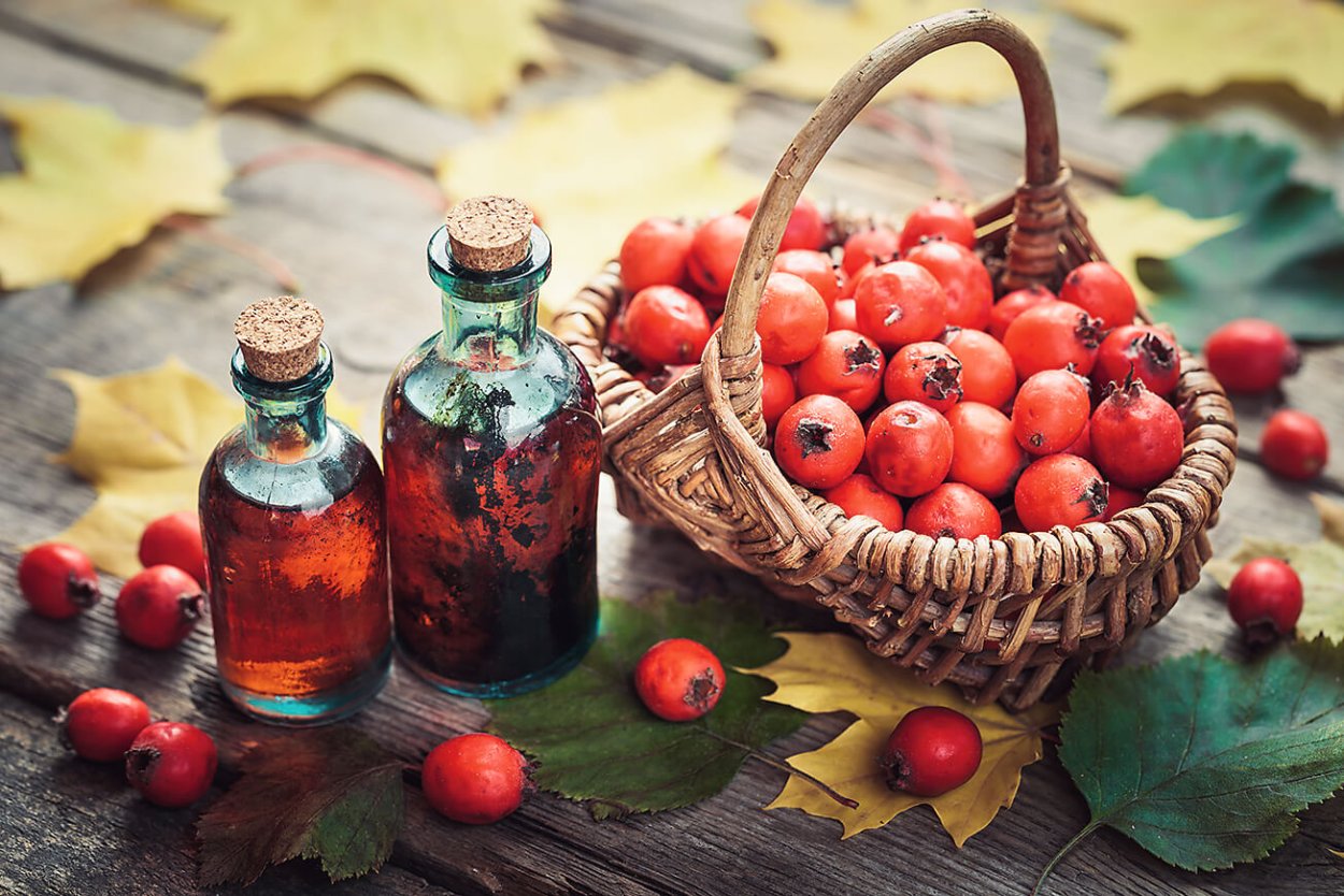 Рябина промежуточная Sorbus Intermedia