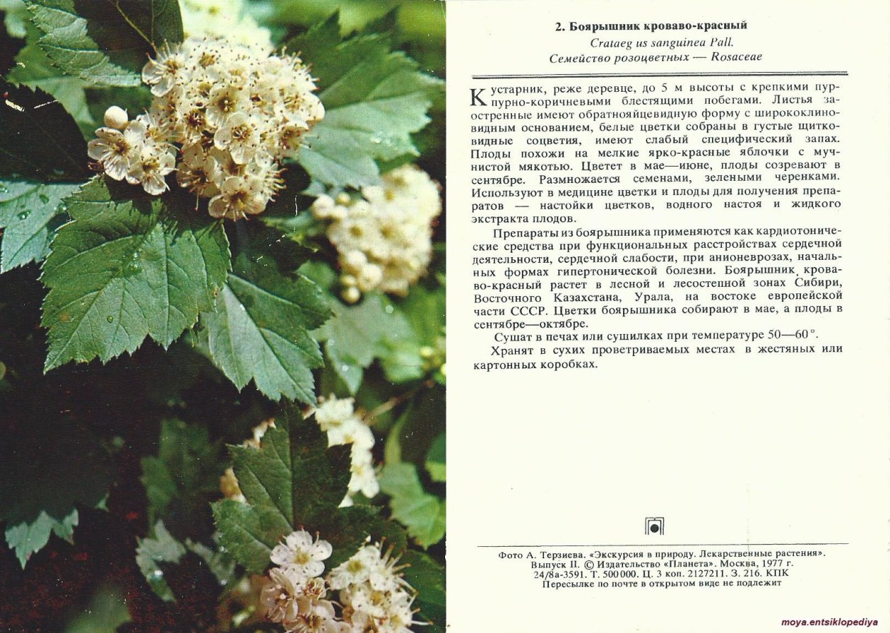 Боярышник кроваво красный плоды сухой