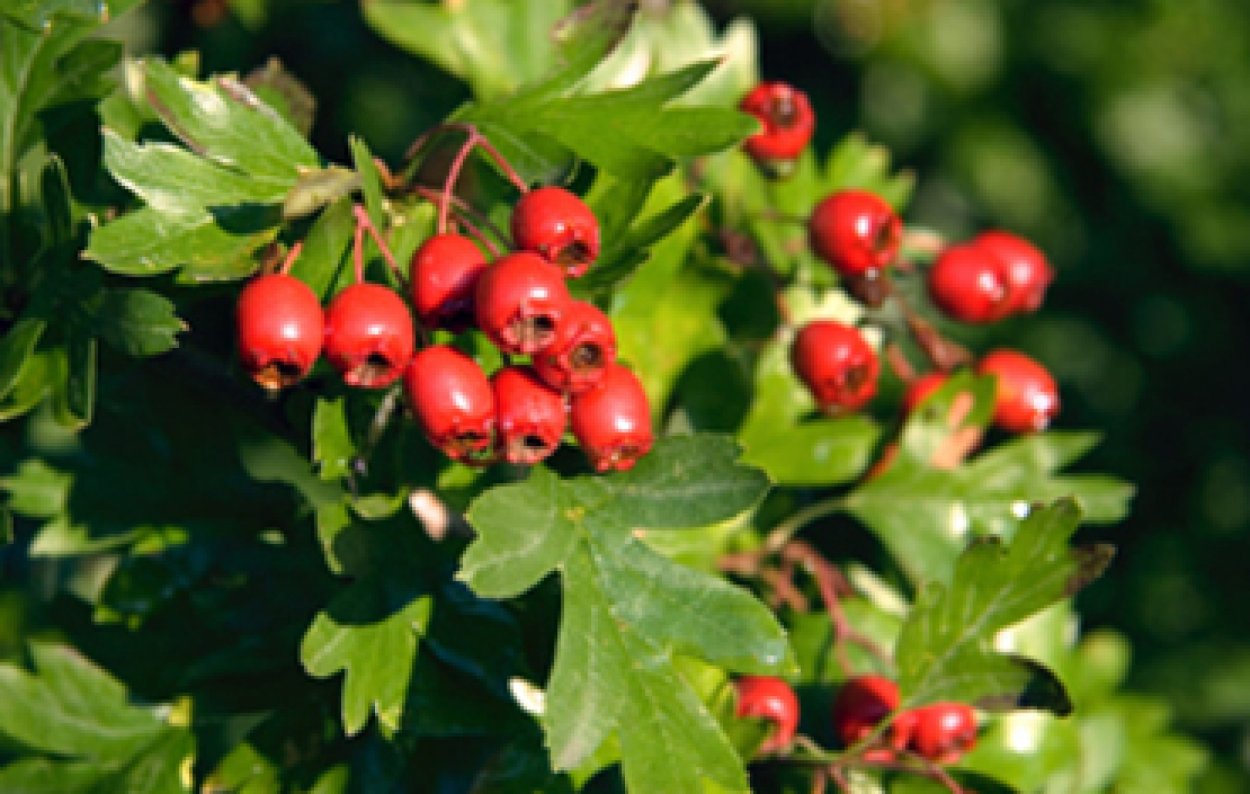 Боярышник вееровидный