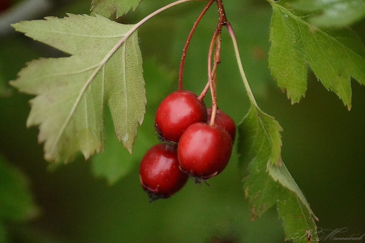 Препараты боярышника при аритмии сердца
