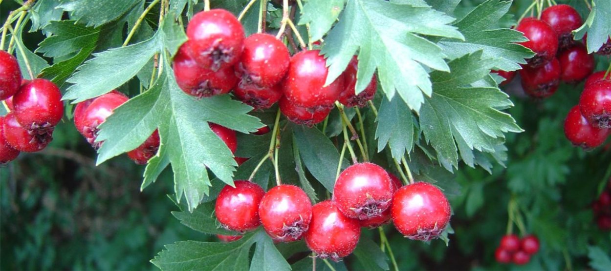 Боярышника плоды Красногорсклексредства