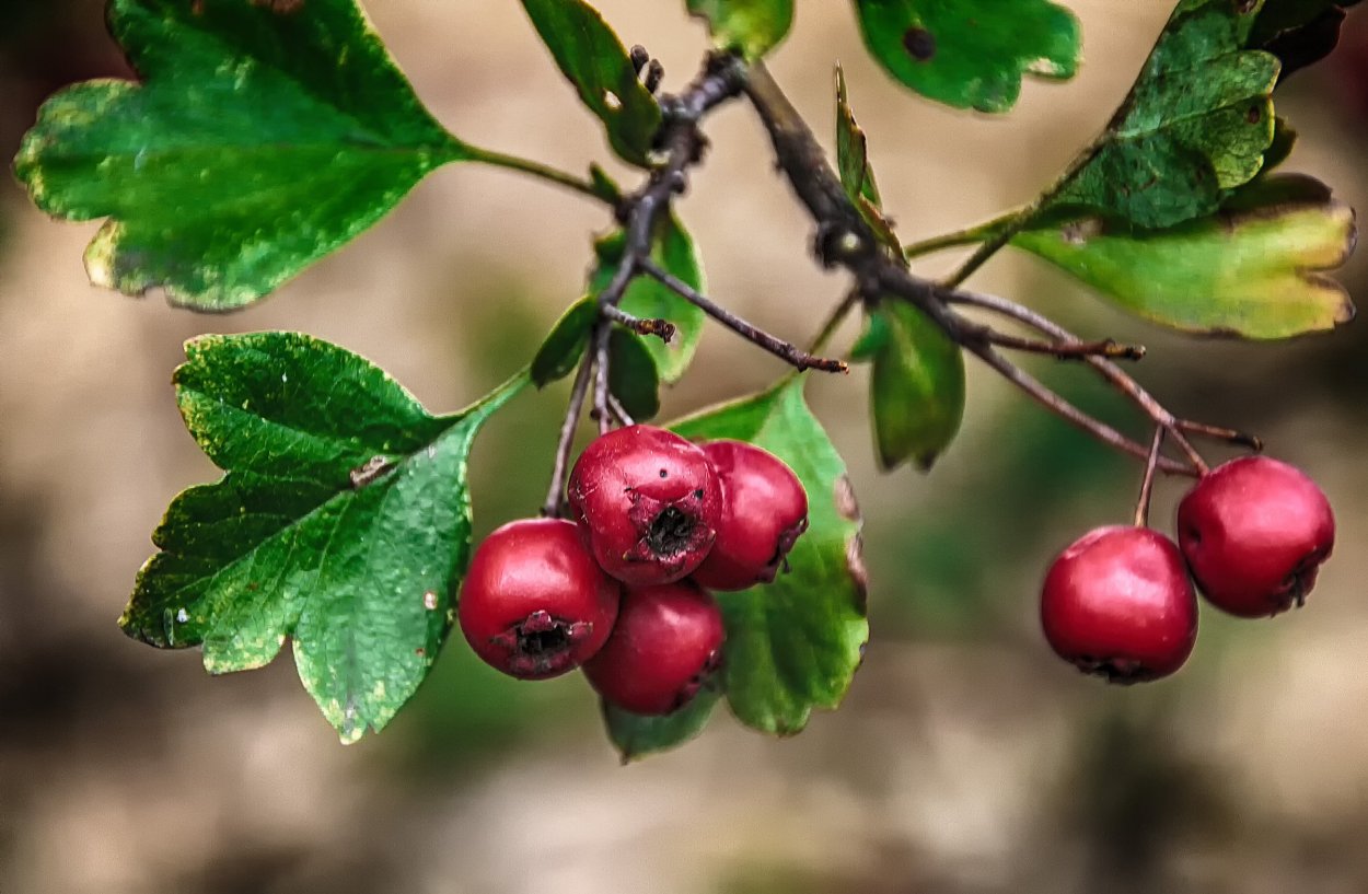 Боярышник Максимовича (Crataegus maximowiczii)