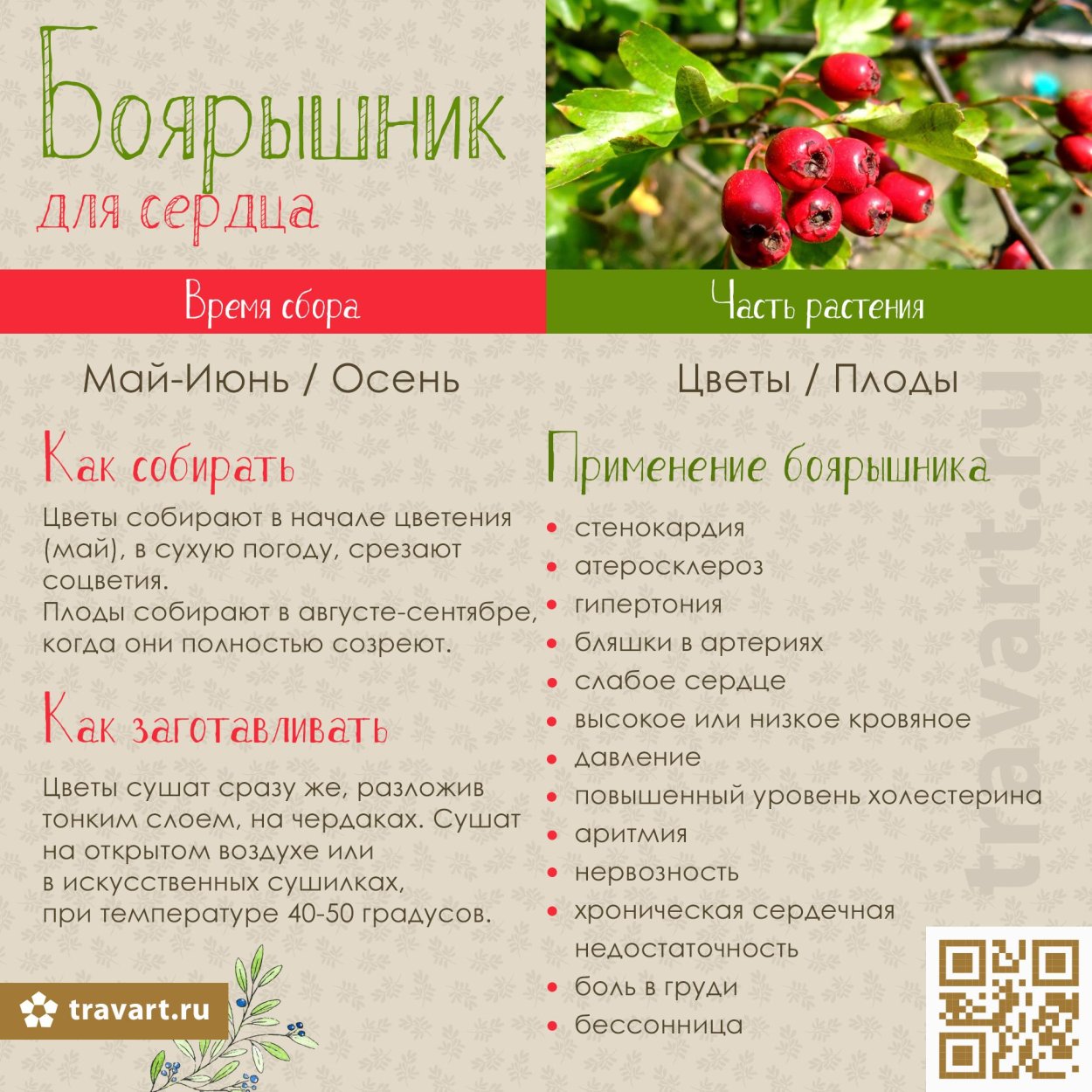 Плоды шиповника и боярышника