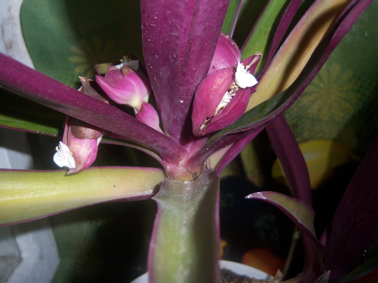 Синадениум молочай бордовый