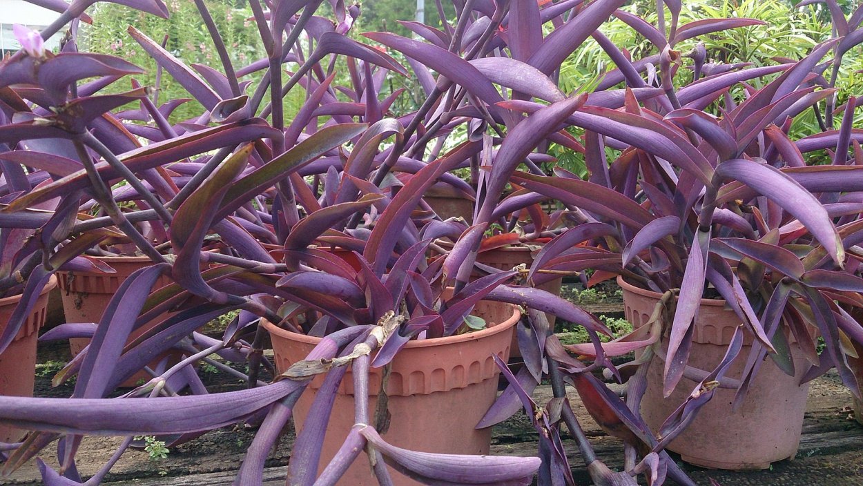 Традесканция толстянковая Tradescantia Crassula