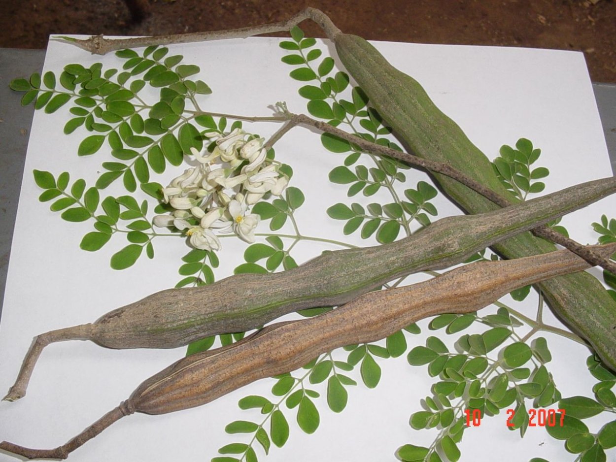 Моринга растение