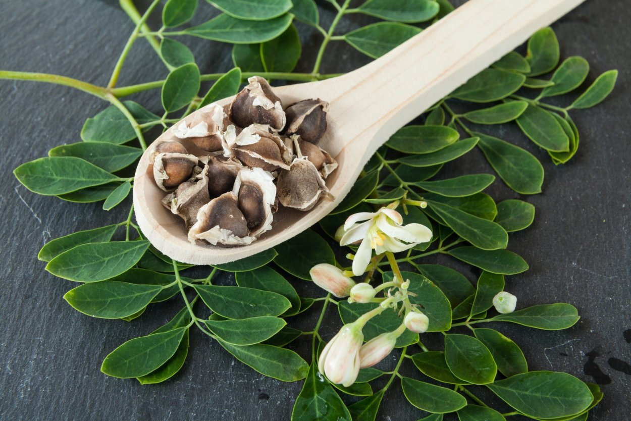 Моринга плоды