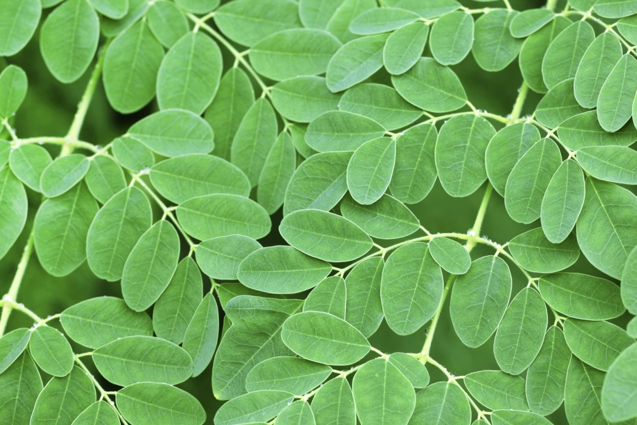 Moringa дерево