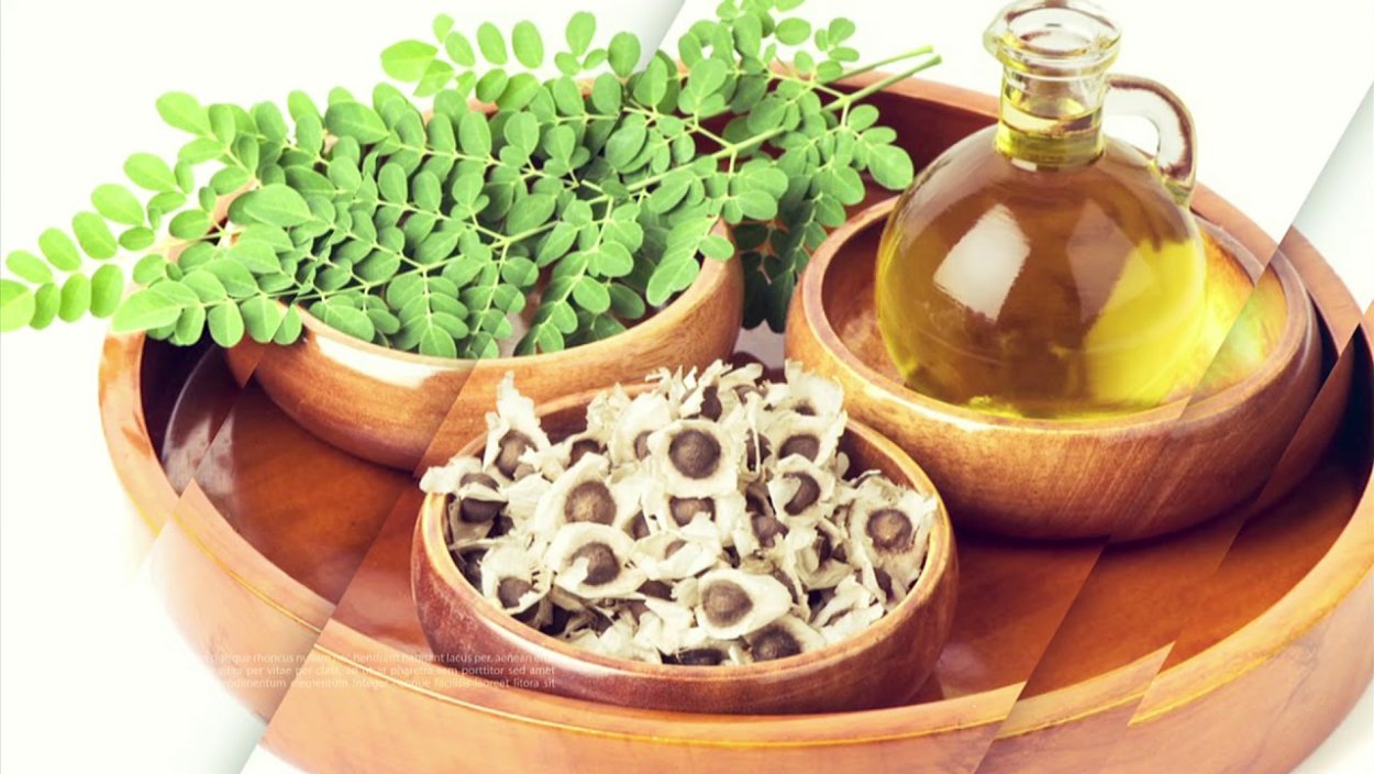 Моринга растение