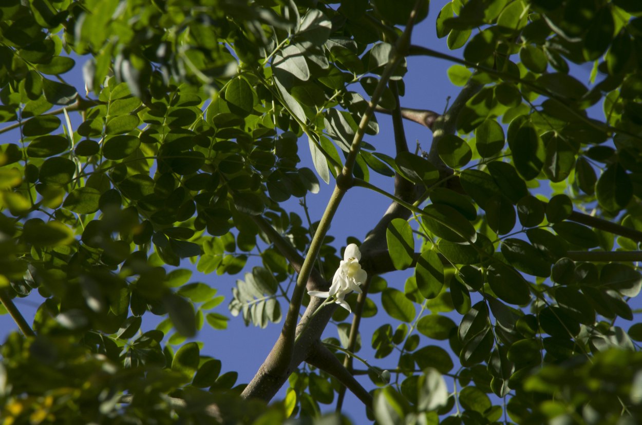 Гималайская Моринга